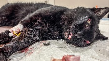 Zbiórka Ostatnia szansa - miniaturka zdjęcia