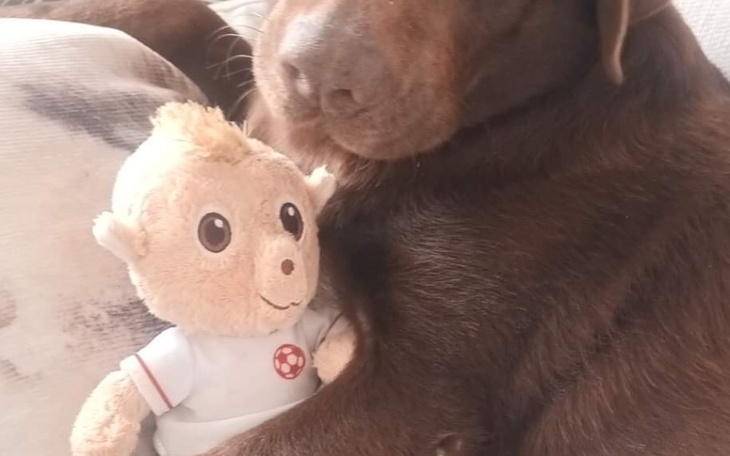 Zbiórka Leczenie labradorki - zdjęcie główne