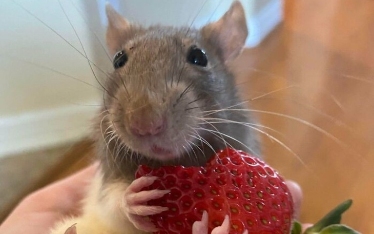 Zbiórka Zbieram na weterynarza. - zdjęcie główne