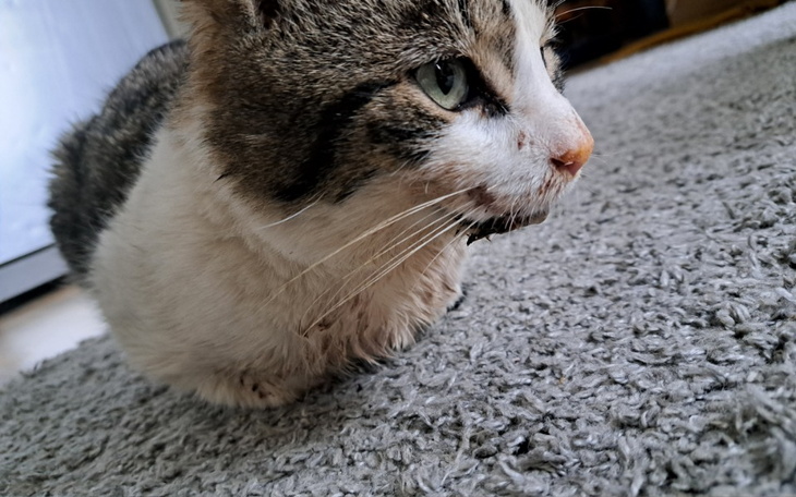 Zbiórka Drutowanie- kitek po wypadku - zdjęcie główne