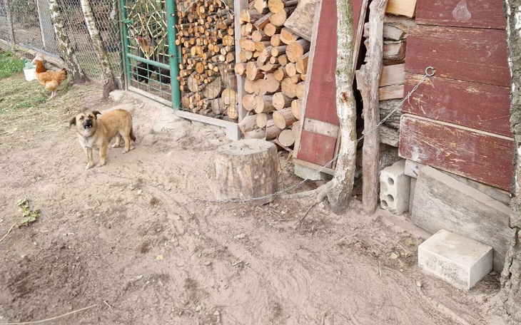 Zbiórka Interwencja pies z pod lasu - zdjęcie główne