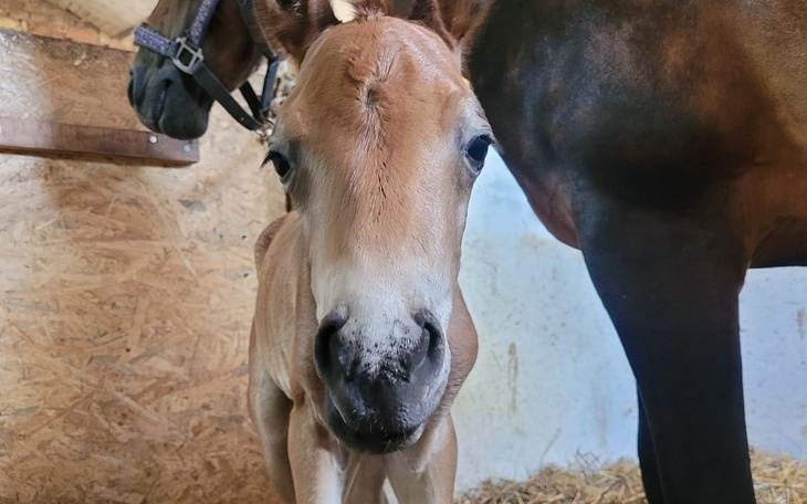 Zbiórka Pomoc stajni zalanej powodzią - zdjęcie główne