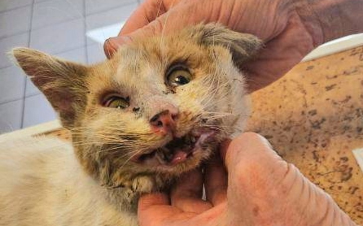 Zbiórka Irys - zdjęcie główne