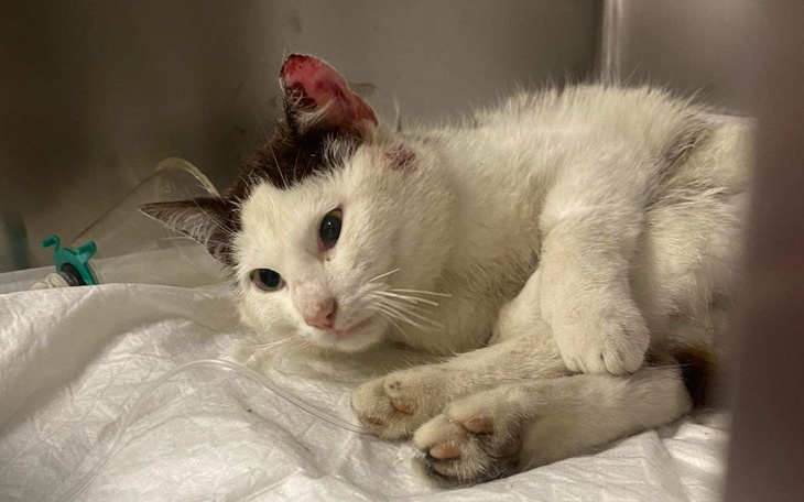 Zbiórka Kot z pękniętą miednicą Pilne - zdjęcie główne