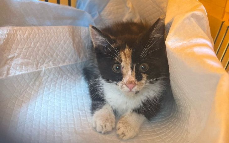 Kotek w koszyku, z białymi łapkami i czarnym futrem.