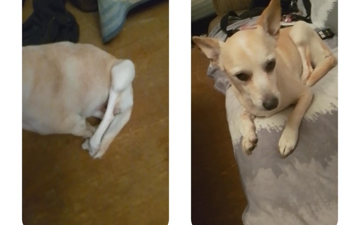 Zbiórka Operacja małej Nelki - zdjęcie główne