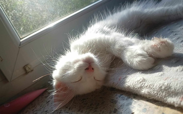 Zbiórka Mały Songo i problemy sercowe - zdjęcie główne