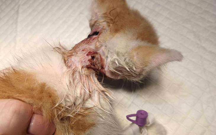 Zbiórka Kociaki 2024 - zdjęcie główne