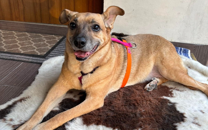 Pies leżący na dywanie, uśmiechnięty i zadowolony.