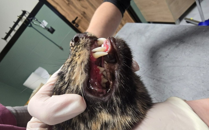 Zbiórka Zbieramy na ząbki Basi - zdjęcie główne