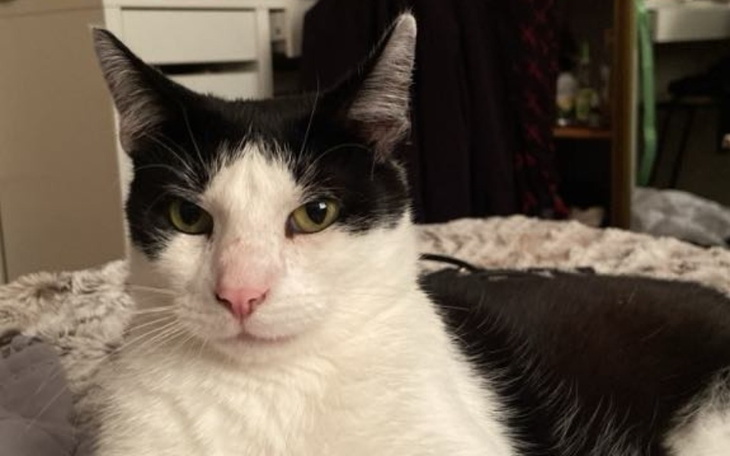 Zbiórka Lapisek zbiera na jedzonko - zdjęcie główne