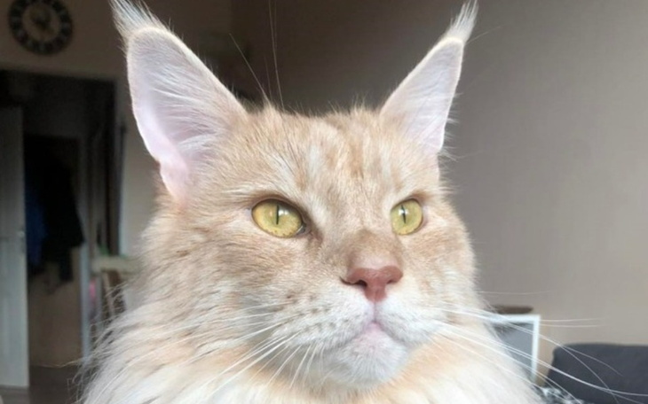 Zbiórka na leczenie kota kashmira - zdjęcie główne