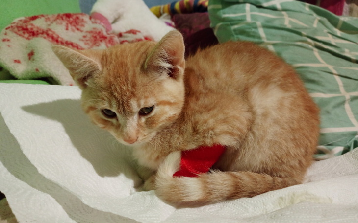 Mały rudy kotek leżący na poduszce, wygląda na zmartwionego.