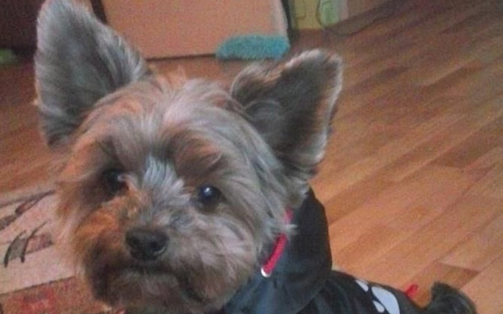 Zbiórka Zbieram na chorego psa ma raka - zdjęcie główne