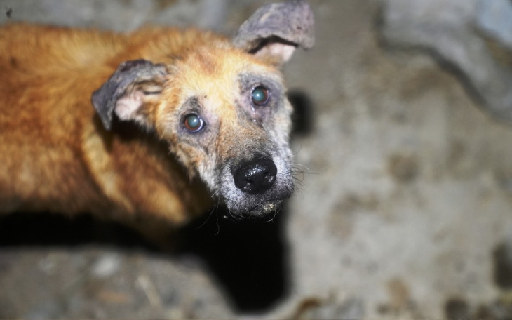 Zbiórka 8 lat głodu i choroby... - zdjęcie główne