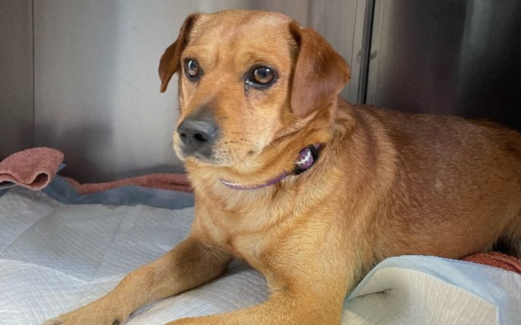 Zbiórka Dla bezdomnego Pimpka - zdjęcie główne