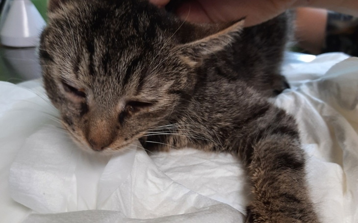 Zbiórka By mogła żyć bez bólu-Nutka - zdjęcie główne