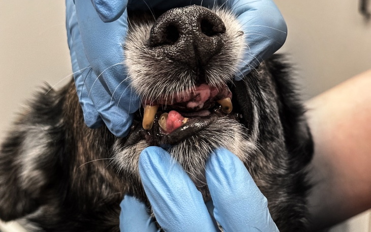 Zbiórka Remka zabija nowotwór - zdjęcie główne