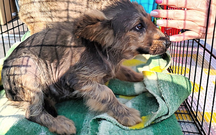 Zbiórka OSTATNIA szansa niewinnych istot - zdjęcie główne