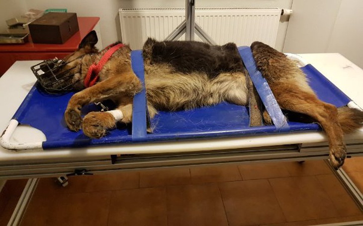 Zbiórka Zula umierała na trasie S7 - zdjęcie główne