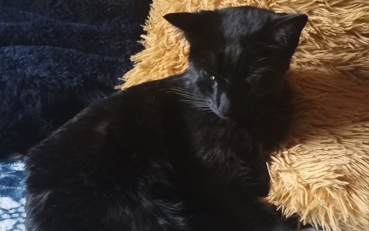 Zbiórka Maja-kontra zapalenie otrzewnej. - zdjęcie główne