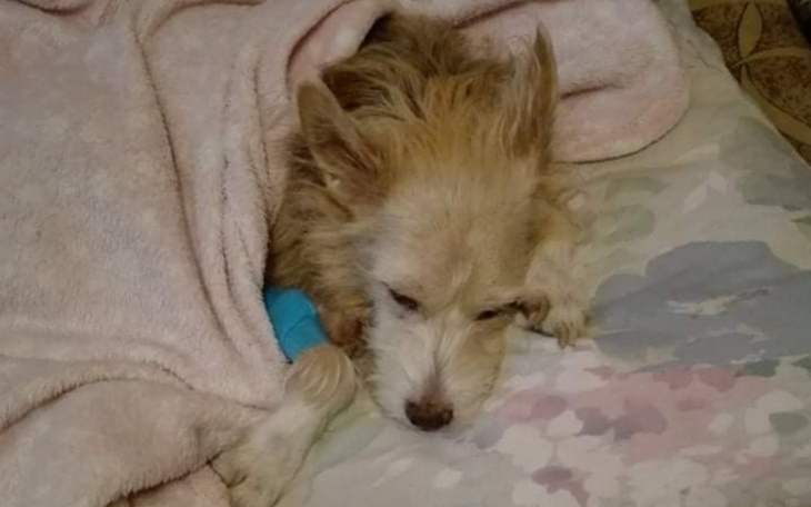 Śpiący pies owinięty w koc, wygląda na zrelaksowanego.