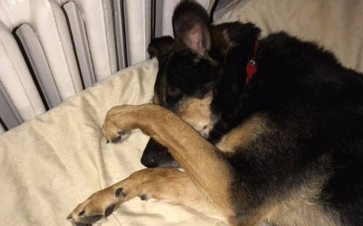 Zbiórka Na hotelik dla Samby! - zdjęcie główne