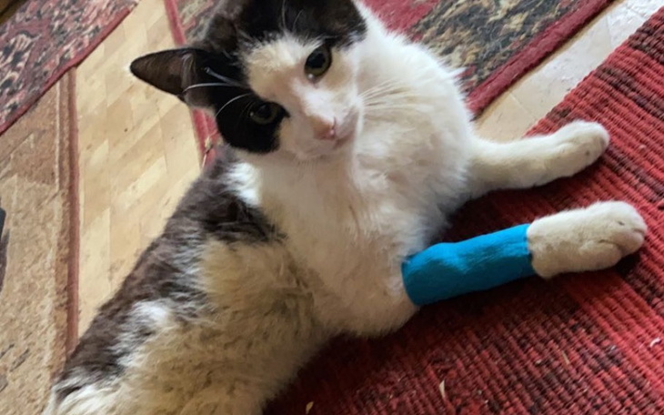 Zbiórka Operacja kości udowej Pimpka - zdjęcie główne