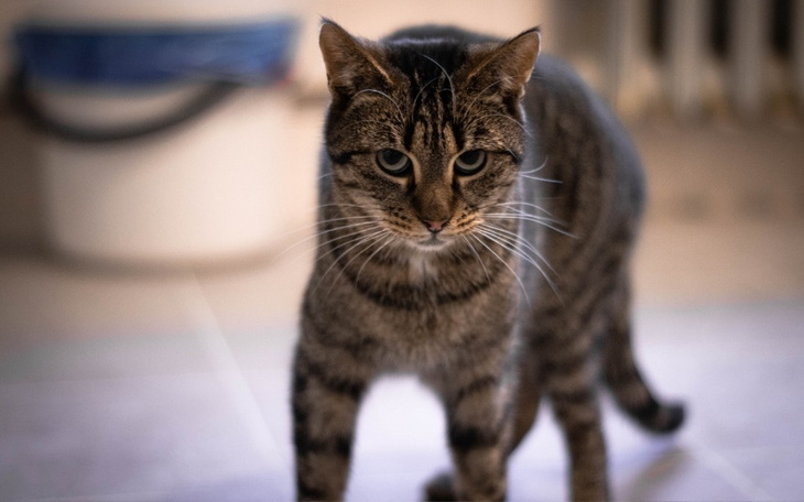 Zbiórka Pomoc dla Diany- zakup przegrody - zdjęcie główne