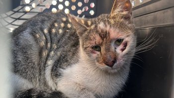 Zbiórka Bezdomniaki z Huty Katowice - miniaturka zdjęcia