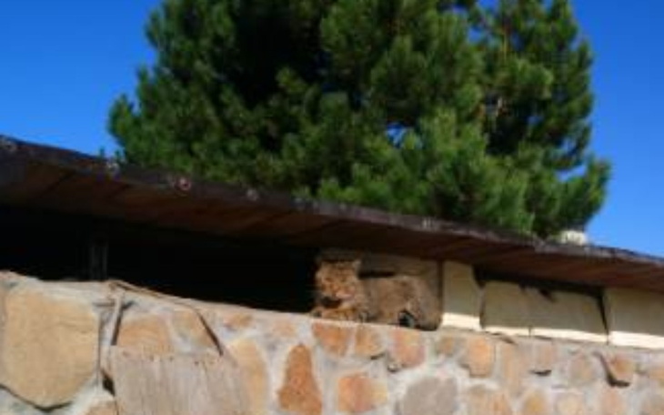 Zbiórka Koty są głodne - zdjęcie główne