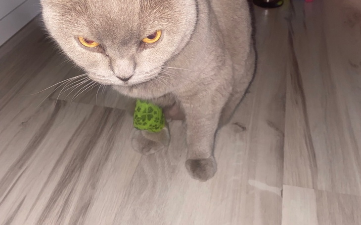 Zbiórka Leczenie Nowotworu Nali - zdjęcie główne