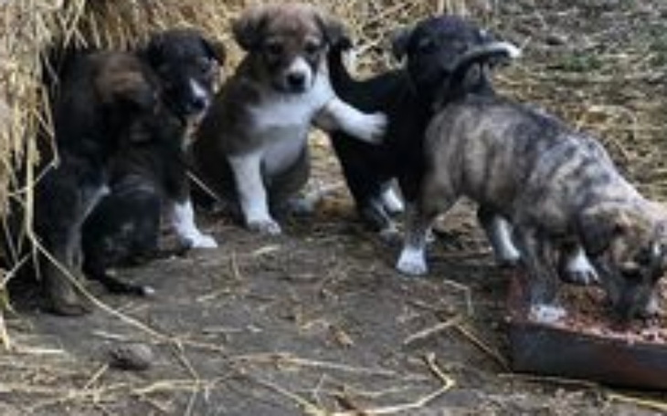 Zbiórka Rodzinka z bel słomy - zdjęcie główne