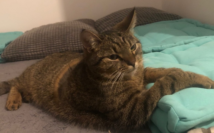 Kot leżący na poduszce, zrelaksowany i spokojny.