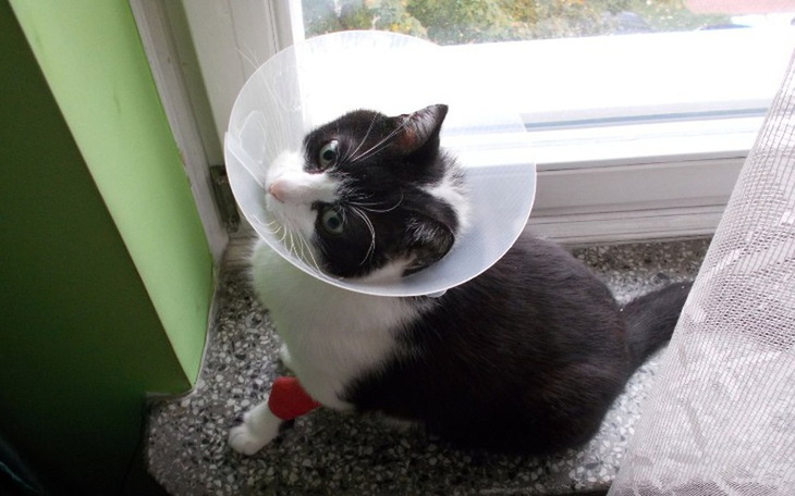 Zbiórka Leczenie kota Maciusia - zdjęcie główne