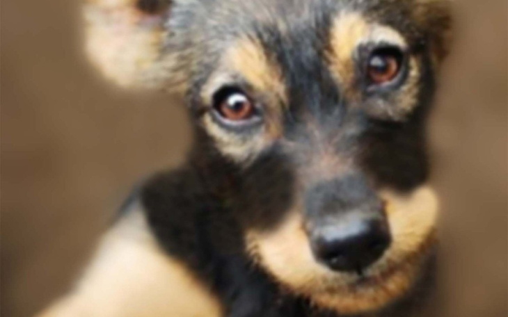 Zbiórka Pomoc w leczeniu pieska. - zdjęcie główne