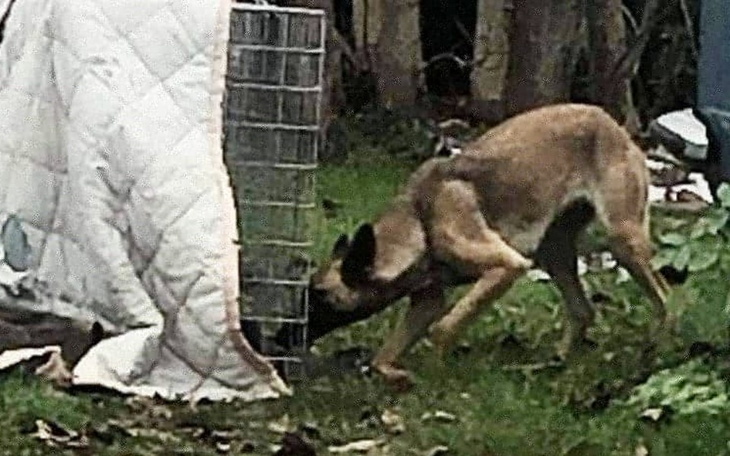Zbiórka Wygłodzona suczka - zdjęcie główne