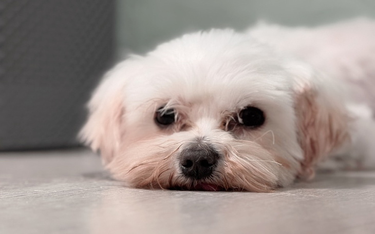 Zbiórka Ratujemy Azorka - zdjęcie główne