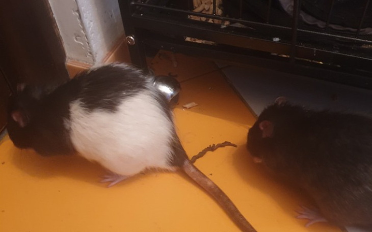 Zbiórka Na leczenię szczurków - zdjęcie główne