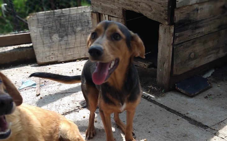 Zbiórka Transport Susan do nowego domu - zdjęcie główne