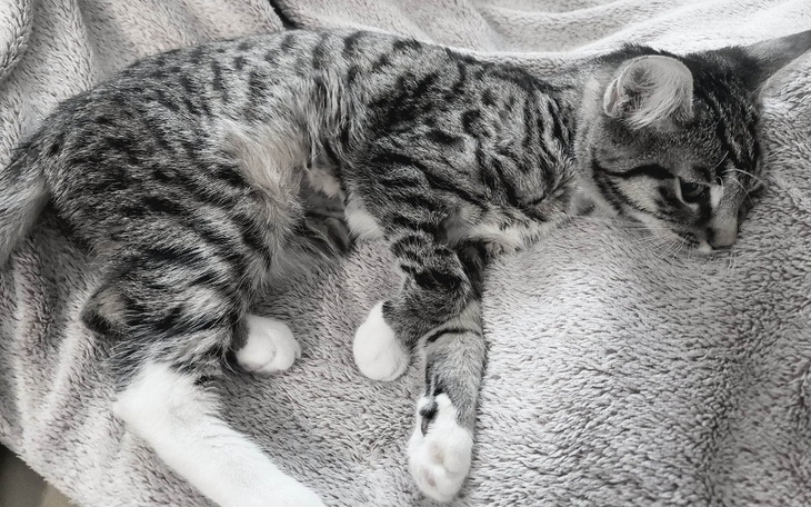 Zbiórka Ratujemy życie Mika - zdjęcie główne