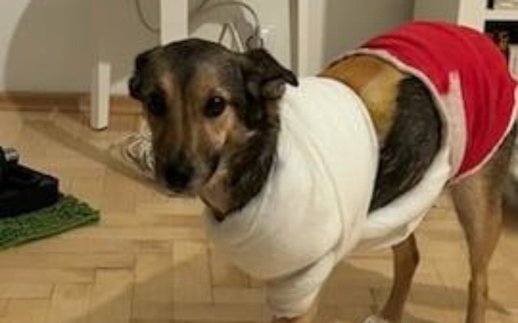 Zbiórka Chemia Ciapy - zdjęcie główne