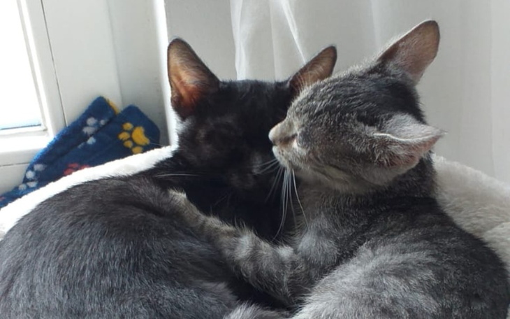 Zbiórka Kuki i Szynszylka walczą z FIP - zdjęcie główne