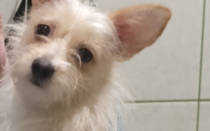 Zbiórka Na leczenie pas - zdjęcie główne