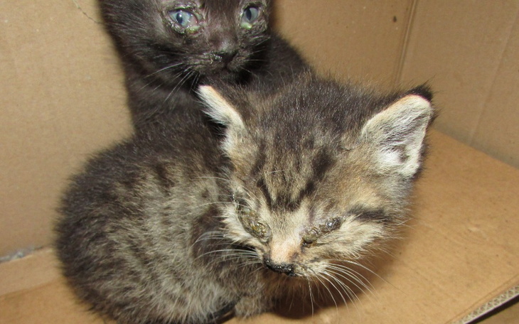 Zbiórka By mogły zobaczyć świat - zdjęcie główne