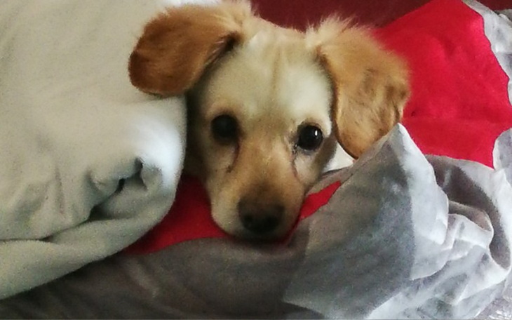 Zbiórka Leczenie raka u pieska - zdjęcie główne