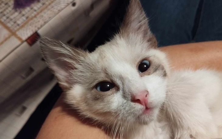 Zbiórka Dla Smerfetki - zdjęcie główne