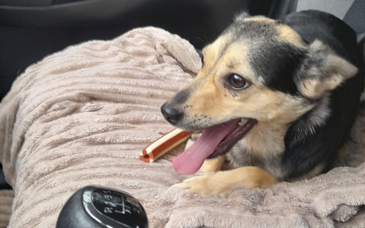 Zbiórka Sterylizacja naszej Zien - zdjęcie główne