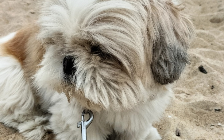 Pies rasy shih tzu na plaży, z wiatrem we włosach.
