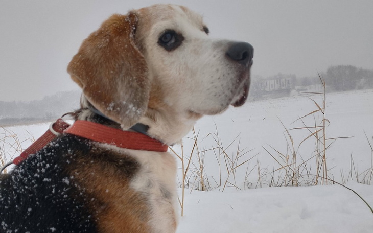 Zbiórka Dla czworonożnego dziecka - zdjęcie główne